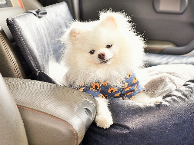 三つ子の魂_d0360206_00532022.jpg