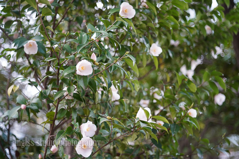 【作例付】GN Auto NIKKOR 45mmF2.8＋NikomatFTN 作例付】GN Auto NIKKOR 45mmF2.8＋NikomatFTN Nikon 45mm f2.8