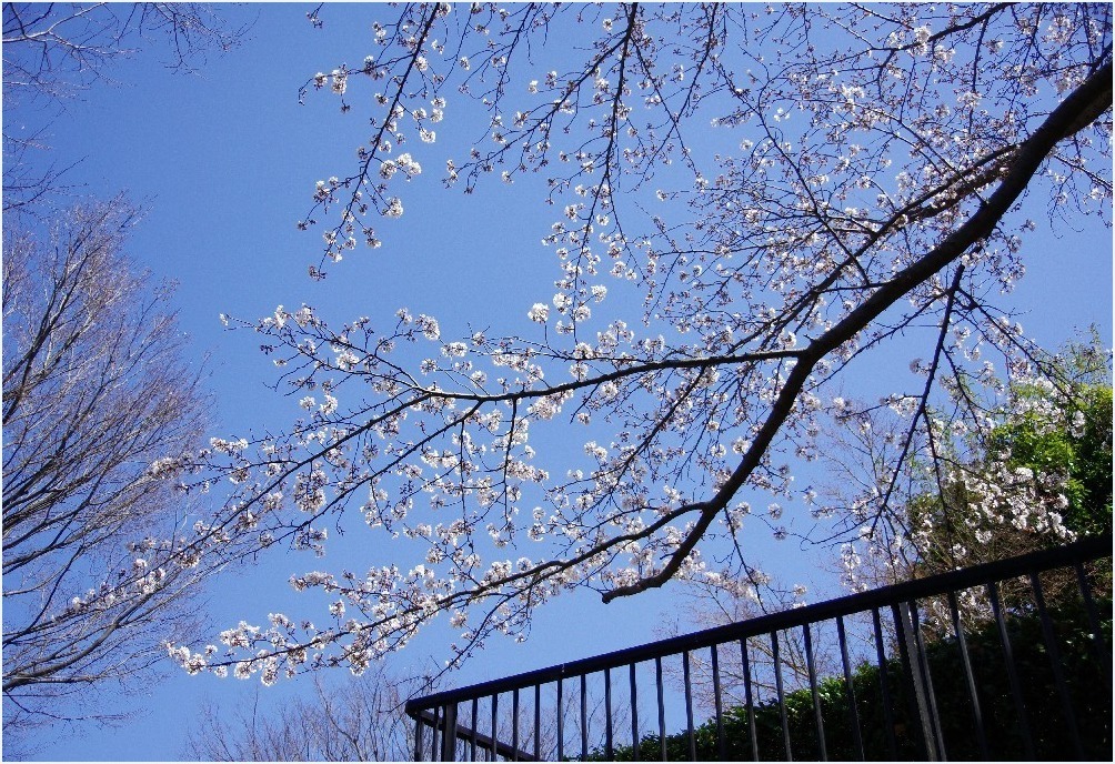 桜が・・・_c0352813_10151657.jpg