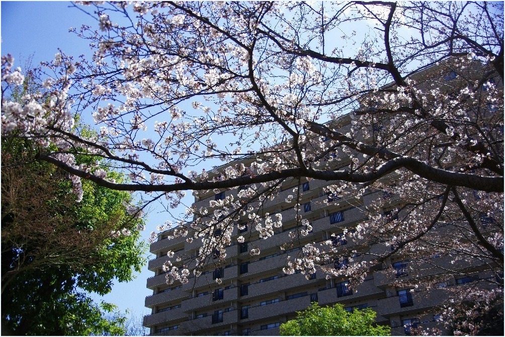 桜が・・・_c0352813_10152644.jpg