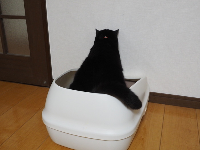くうちゃん また、尿毒症?_c0116915_00152722.jpg