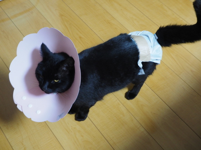 くうちゃん 通院と帰ってからの状態_c0116915_23002503.jpg