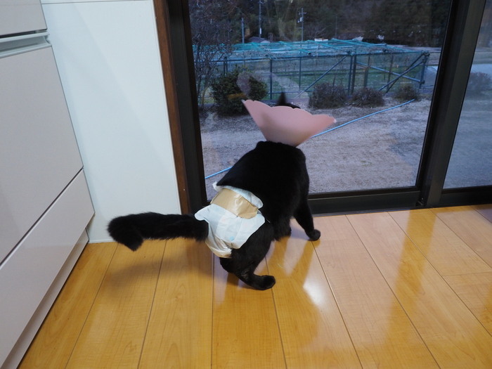 くうちゃん 通院と帰ってからの状態_c0116915_23012853.jpg