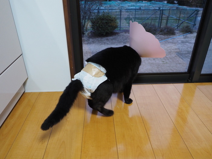 くうちゃん 通院と帰ってからの状態_c0116915_23021447.jpg