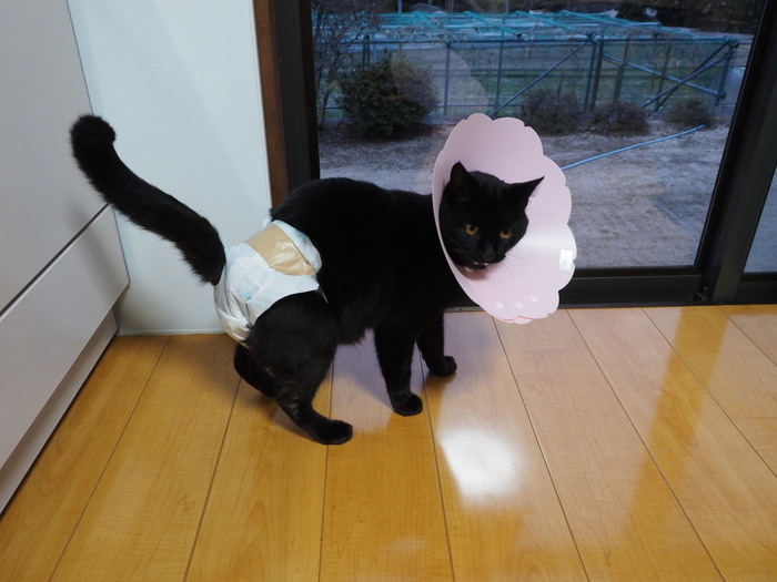 くうちゃん 通院と帰ってからの状態_c0116915_23023325.jpg