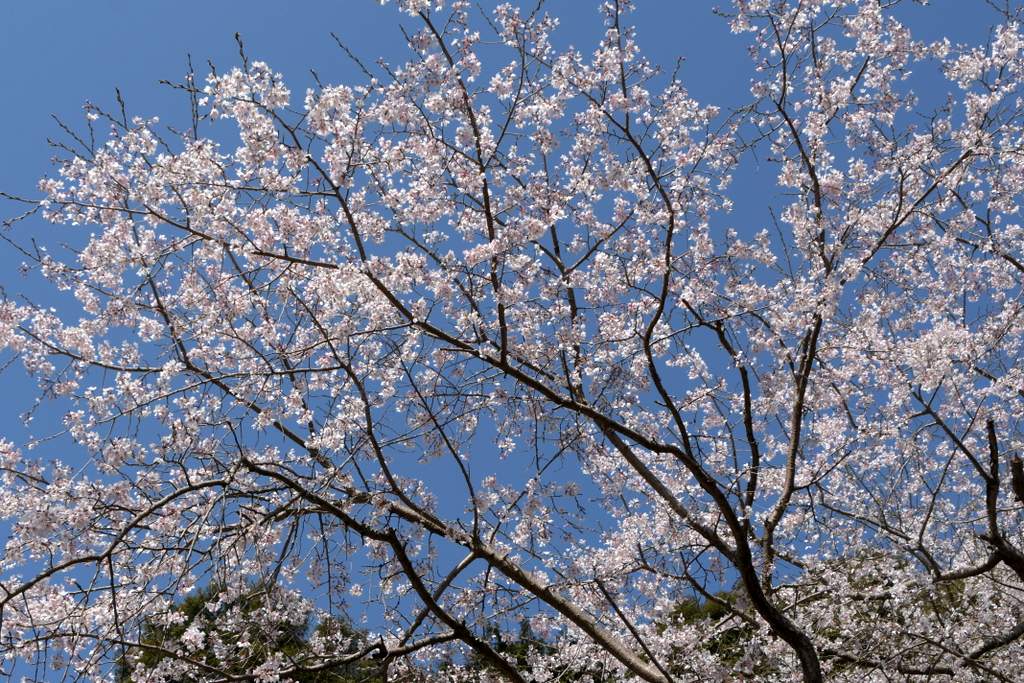 浅間神社の枝垂れ桜_d0072720_20355796.jpg