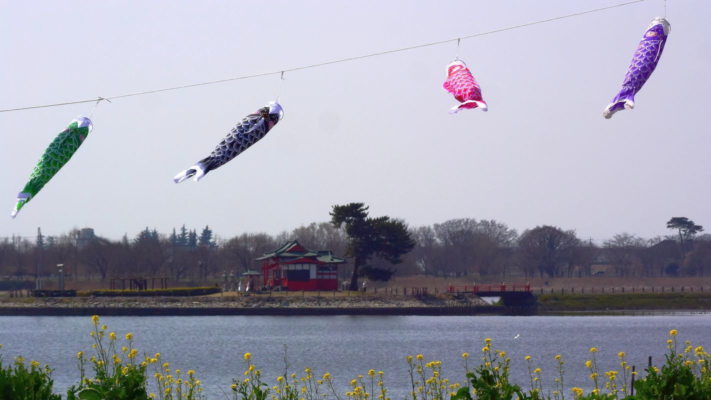 東風吹かば・・・多々良沼の空に鯉泳ぐ_a0031821_19312248.jpg
