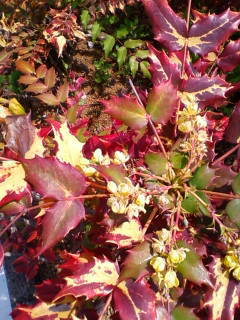 c0074721_16144273.jpg
