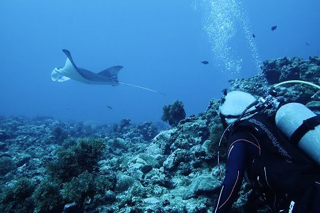 マンタ@久米島_b0035524_18431870.jpg