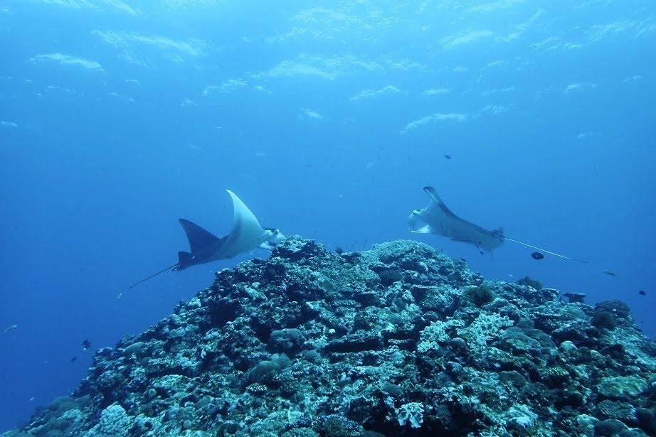 マンタ@久米島_b0035524_18433482.jpg