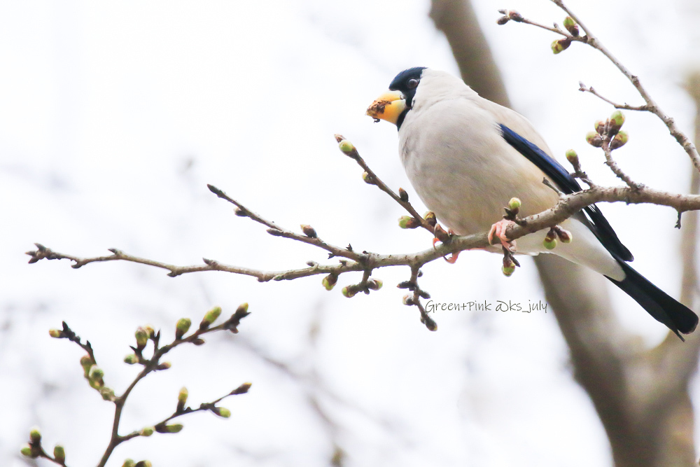 #　ジョウビタキ、イカル、トビ_b0181125_16503883.jpg