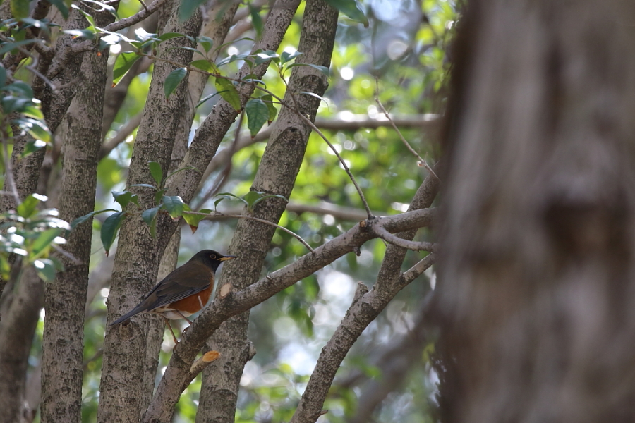 公園散歩…【オオアカハラ・シロハラ】_b0113228_21253129.jpg