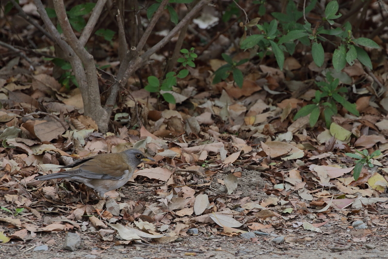 公園散歩…【オオアカハラ・シロハラ】_b0113228_21271898.jpg