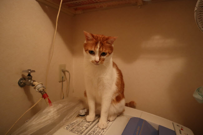 たろちゃの近況報告!_d0355333_15270901.jpg