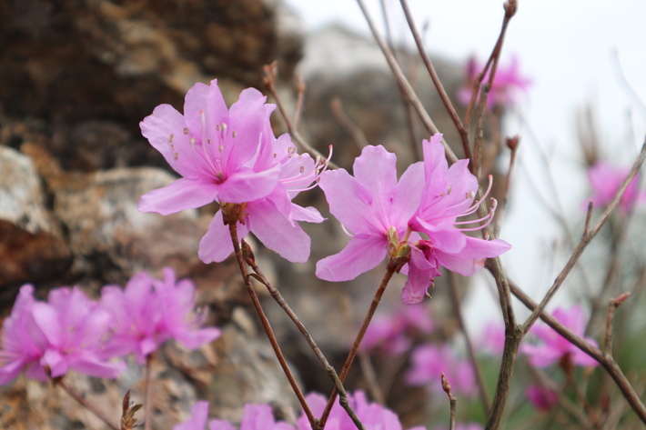 大岩の山桜&イワツツジ!_e0272335_18112063.jpg