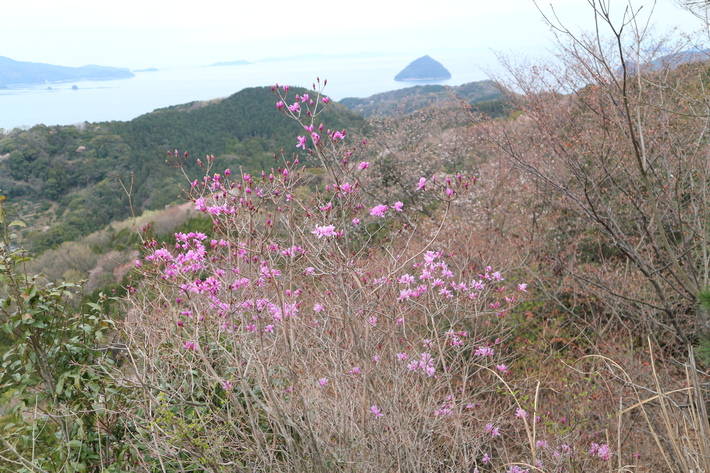 大岩の山桜&イワツツジ!_e0272335_18542723.jpg