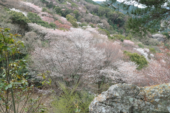 大岩の山桜&イワツツジ!_e0272335_1855512.jpg
