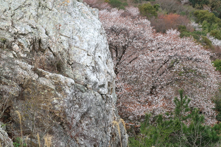 大岩の山桜&イワツツジ!_e0272335_1858038.jpg
