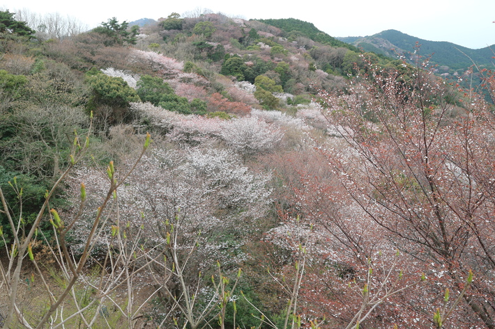 大岩の山桜&イワツツジ!_e0272335_1859122.jpg