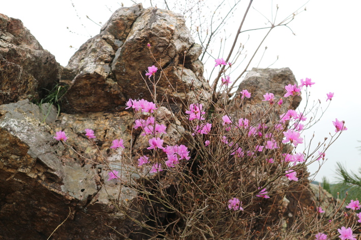 大岩の山桜&イワツツジ!_e0272335_1864165.jpg