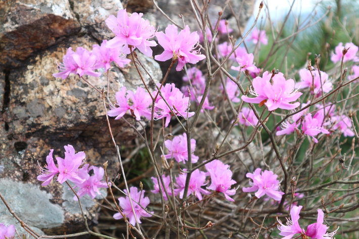 大岩の山桜&イワツツジ!_e0272335_1895973.jpg