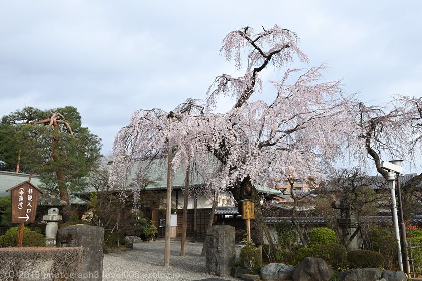 川越大師 喜多院 枝垂れ桜 1_e0362037_11040410.jpg