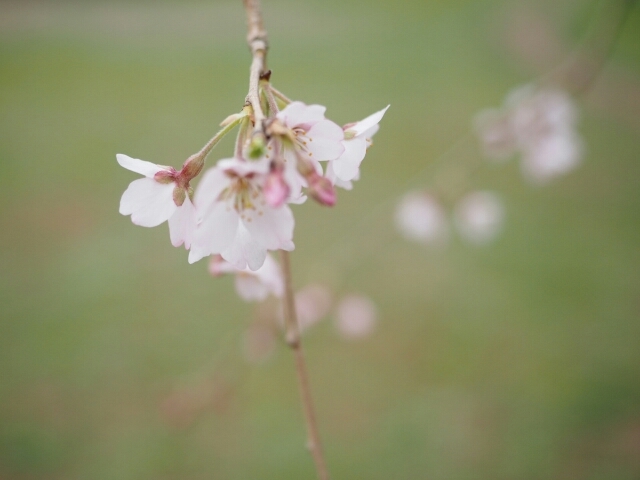 桜、始まりましたねー♪_f0295238_22590139.jpg
