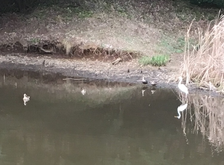 春の野津田公園_b0330040_22231038.jpeg