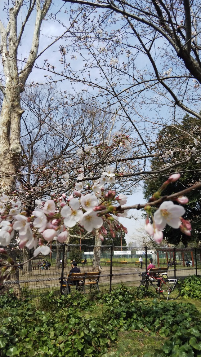 190325 日比谷公園の桜_f0164842_23134338.jpg