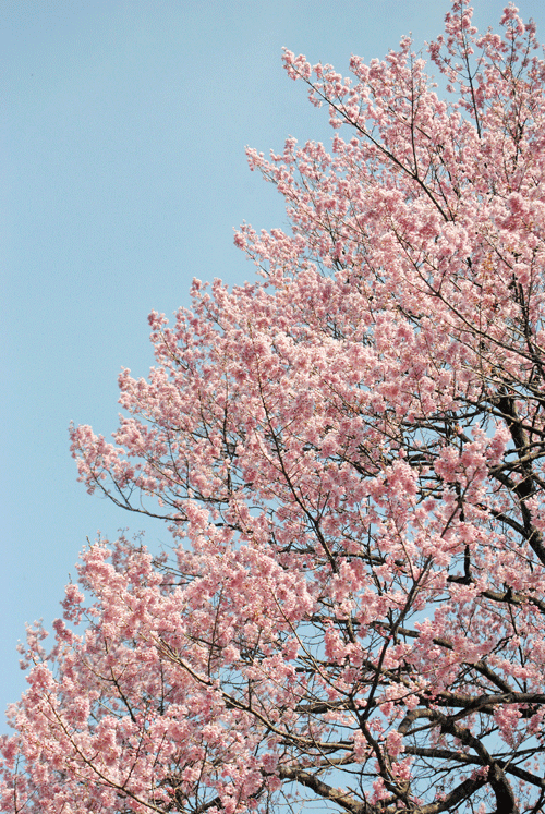 a0001354_23314194.gif