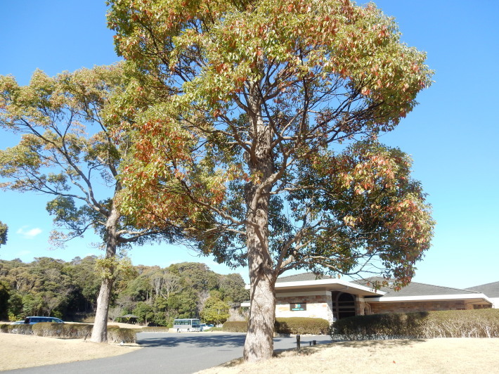 ’19,3,25(月)大島桜が咲きました!_f0060461_06502891.jpg