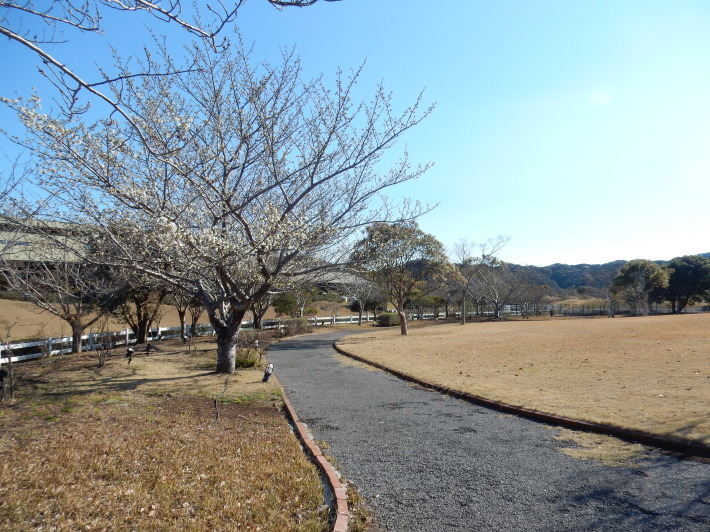 ’19，3，25（月）大島桜が咲きました！_f0060461_06575679.jpg