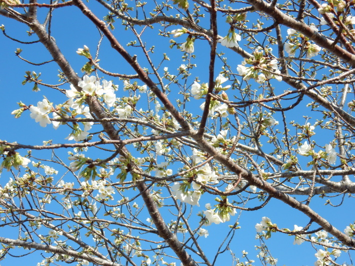 ’19，3，25（月）大島桜が咲きました！_f0060461_06584973.jpg