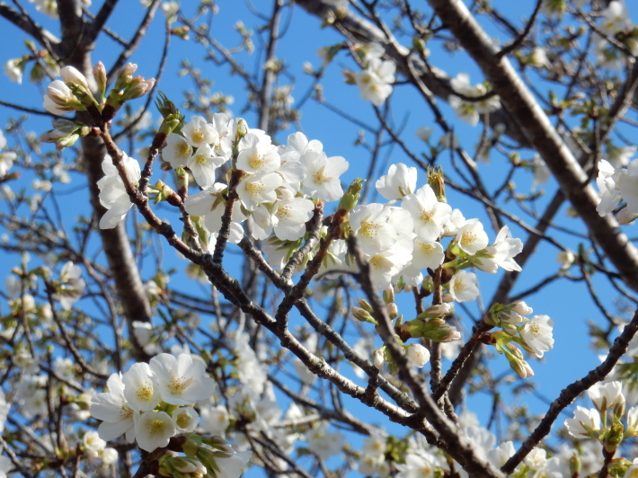 ’19，3，25（月）大島桜が咲きました！_f0060461_07030639.jpg