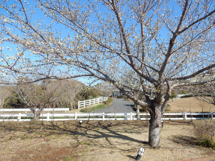 ’19,3,25(月)大島桜が咲きました!_f0060461_07061945.jpg