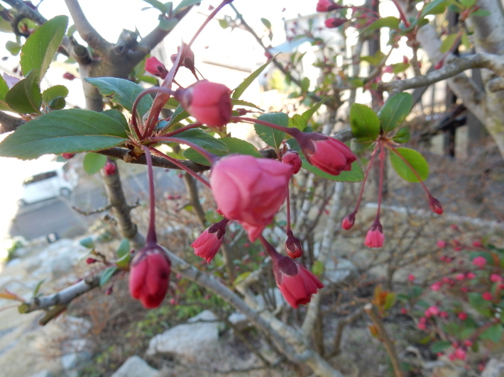 ’19，3，25（月）大島桜が咲きました！_f0060461_07145434.jpg