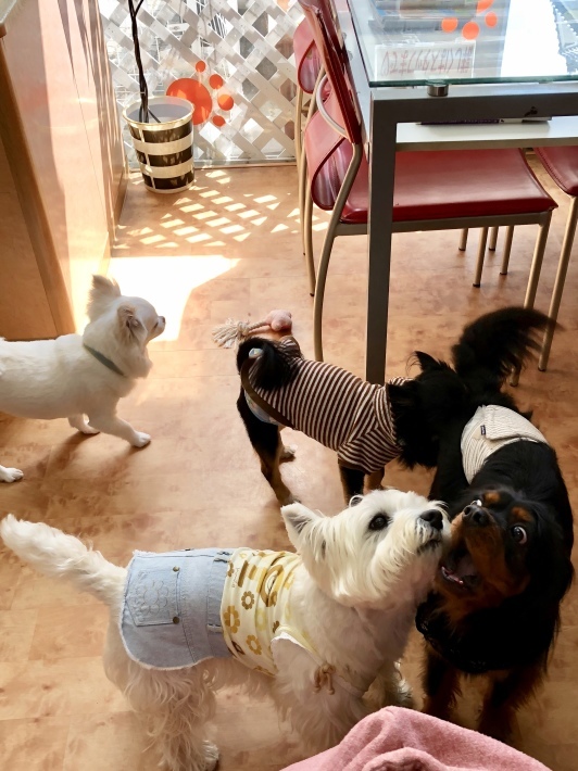 f0363961_12070883.jpeg