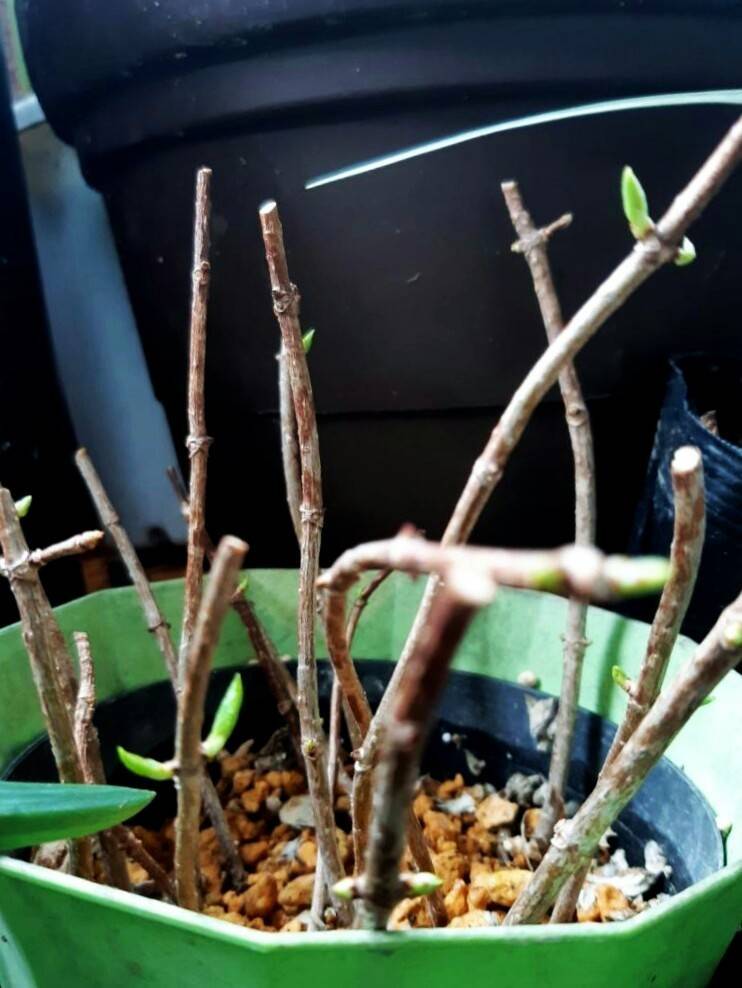 挿したノリウツギ 花暮らしの記