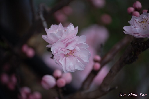 花桃が咲いています　　2019年3月25日_a0164068_19584115.jpg