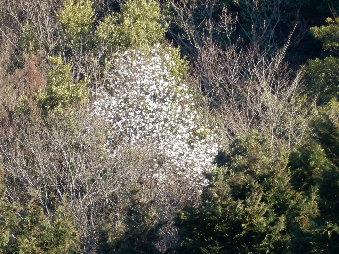 白い花、山編_e0175370_23294841.jpg