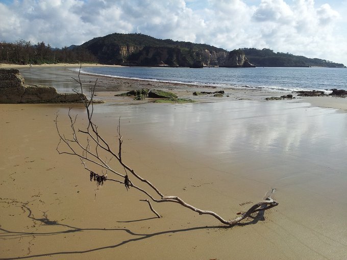 雑司ヶ谷霊園、多磨霊園のにわか墓マイラー、深川共葬墓地の行方について、amazonプライム、短期病気休養の日々:20190318-25twitterまとめ_b0116271_10382644.jpg