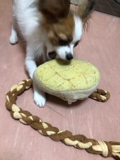 レディちゃんのお泊り(2019・3・25)_e0367571_21481286.jpg