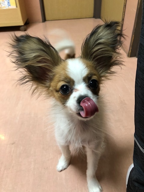 レディちゃんのお泊り(2019・3・25)_e0367571_21522195.jpg