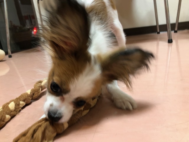 レディちゃんのお泊り(2019・3・25)_e0367571_21523654.jpg