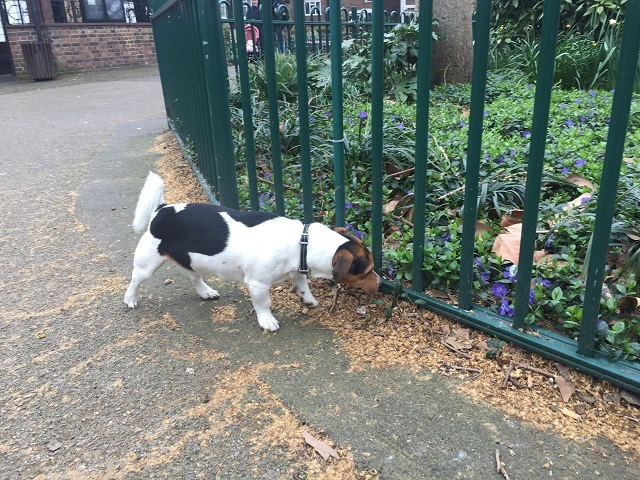 チャリティ ウォークと リリーちゃんの生き写しわんこ 彡 ロンパラ London パラダイス