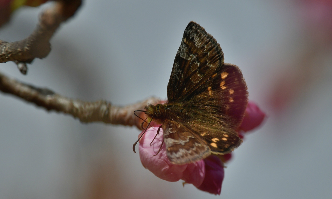 野生化 ニャンコ 花 _f0053272_23244751.jpg