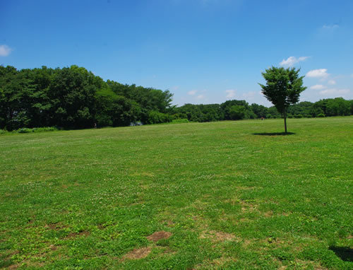 八王子の公園/水辺巡り_b0123486_08160151.jpg