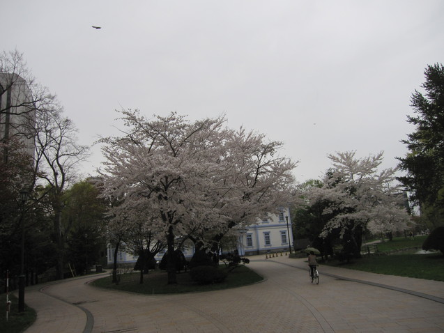 桜１_c0171889_1142532.jpg