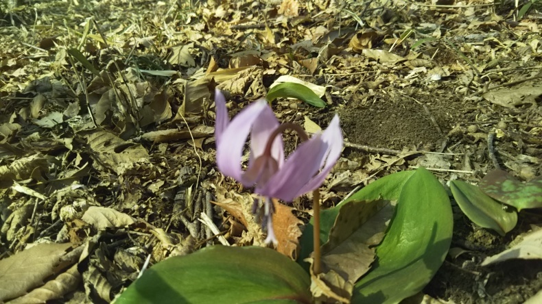 那須高原の穴場スポットで水芭蕉に出会う ちヴァーミリオン サンズ 那須高原の穴場スポットで水芭蕉に出会う ちヴァーミリオン サンズ