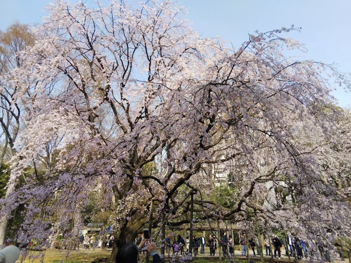 満開でした！六義園のしだれ桜_d0043390_22041828.jpg